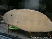 a.m.suturalis (010)
